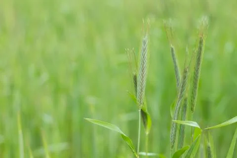 Green wheat Stock Photos