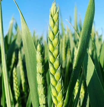 Green wheat Stock Photos