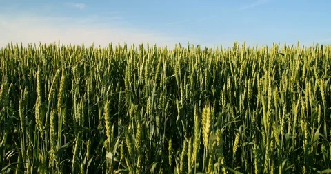 Green wheat plants on field. Stock Footage 92968368