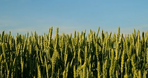Green wheat plants on field. Stock Footage 92979273