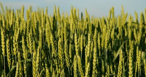 Green wheat plants on field. Stock Footage 92980686
