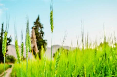 Green wheat plants growing on wheat field with mountain view sky in background Stock Photos