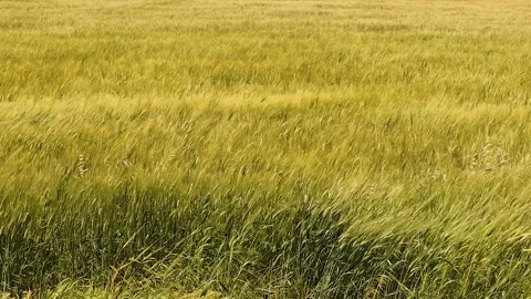 Green Wheat Plants Swaying in Wind in Lush Field during Growth Stage Stock Footage 312879698