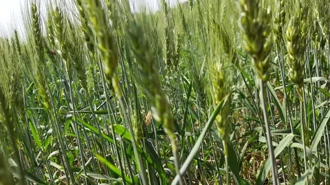 Green Wheat Plants Swaying in Wind – Healthy Crop Field During Growing Season Video stock 332914960