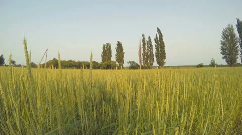 Green Wheat On A Plot Stock Footage 65772930