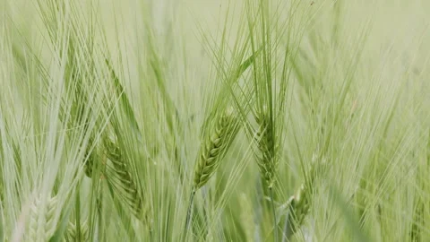 Green wheat rural scene in Spring Stock Footage 196992249
