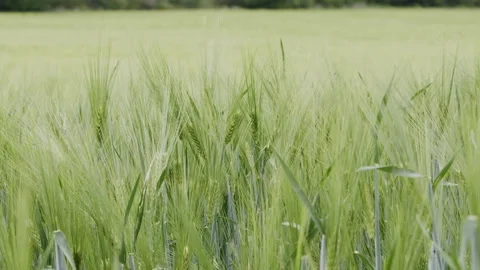 Green wheat rural scene in Spring slow motion Stock Footage 196992291