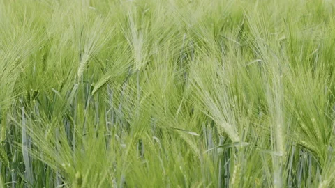 Green wheat rural scene in Spring slowmotion Stock Footage 196992323