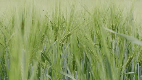Green wheat as a rural scene, spring season Stock Footage 196992519