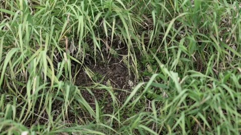 Green wheat seedlings growing in a field Stock Footage 337869687