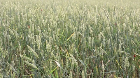 Green wheat spikelets on the field swing in the wind. Stock Footage 92301341