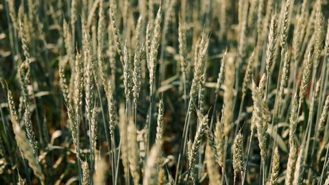 Green wheat spikelets on the field swing in the wind. Daytime, natural lighting. Stock Footage 114898896