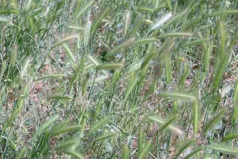 Green Wheat Spikelets Stock Photos