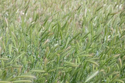 Green Wheat Spikelets in Soft Focus Stock Photos