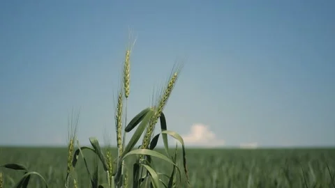 Green wheat spikelets swaying in the wind Stock Footage 111615498