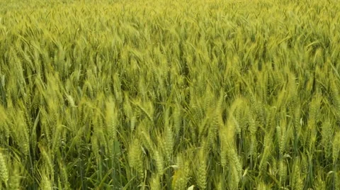Green wheat spikelets swinging in the wind in a field Stock Footage 60052460