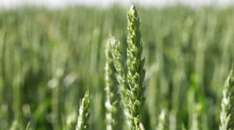 Green wheat spikes. Stock Footage 11267323
