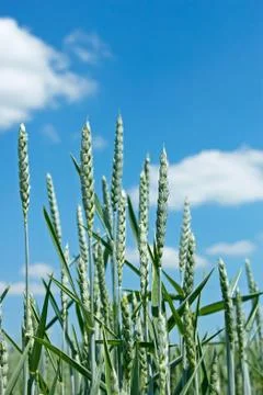 Green wheat spikes Stock Photos