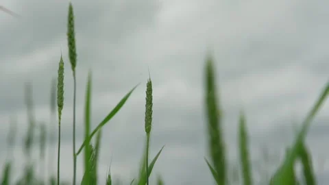 Green wheat spikes wave in light wind under grey sky closeup Stock Footage 135516898