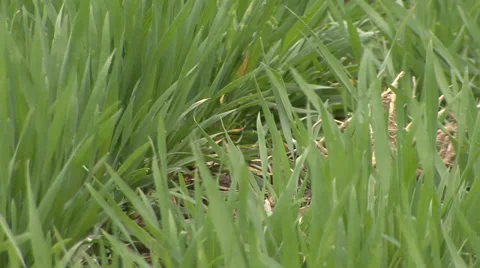 Green wheat in spring close-up Vídeo Stock 36986842