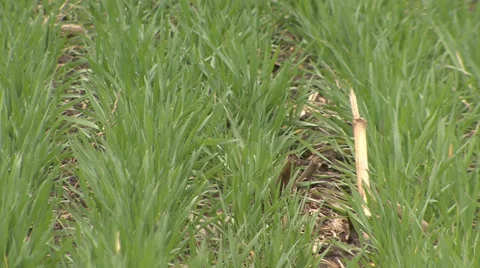 Green wheat in spring Vídeo Stock 36989456