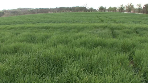 Green wheat in spring pan left Vídeo Stock 36989934