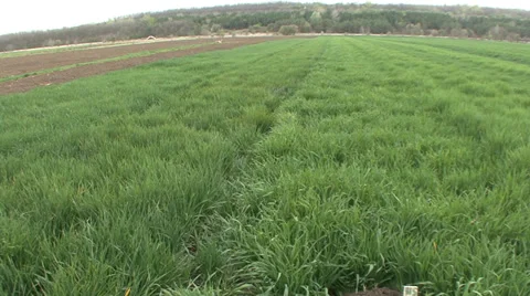 Green wheat in spring, panoramic Stock Footage 36988225