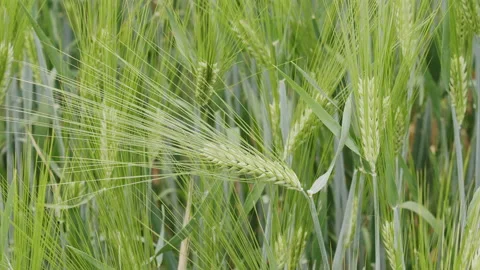 Green wheat spring season Stock Footage 196993430
