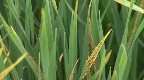 Green wheat in spring, zoom out Stock Footage 36988565