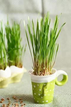 Green wheat sprouts. Easter decorations. Easter egg. Spring composition. Natu Stock Photos