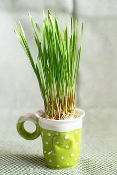 Green wheat sprouts. Easter decorations. Easter egg. Spring composition. Natu Stock Photos