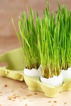 Green wheat sprouts. Easter decorations. Easter egg. Spring composition. Natu Stock Photos