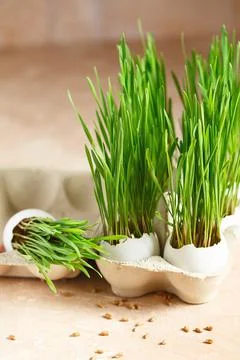 Green wheat sprouts. Easter decorations. Easter egg. Spring composition. Natu Stock Photos