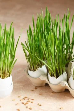 Green wheat sprouts. Easter decorations. Easter egg. Spring composition. Natu Stock Photos
