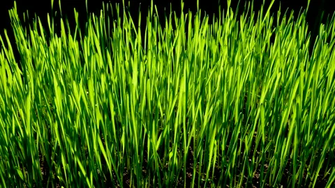 Green wheat sprouts Stock Footage 153215620