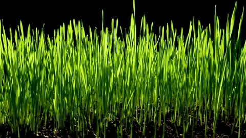 Green wheat sprouts Stock Footage 153803939