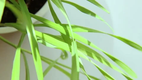 Green wheat sprouts illuminated by the sun. Seedlings top view. In motion Stock Footage 192060331