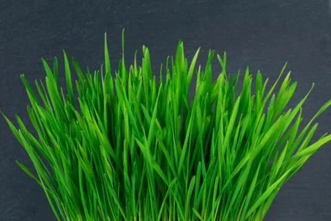 Green wheat sprouts Stockfoto's