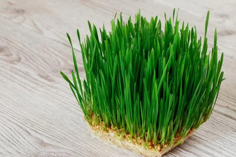 Green wheat sprouts Stock Photos