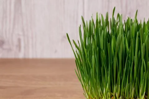 Green wheat sprouts Stock Photos