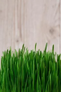 Green wheat sprouts 库存照片