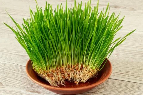 Green wheat sprouts 库存照片