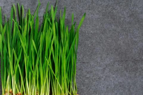 Green wheat sprouts Stock Photos
