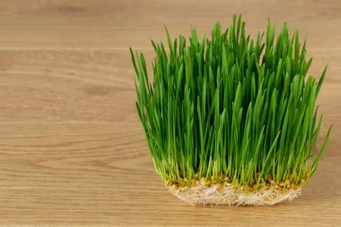 Green wheat sprouts 库存照片