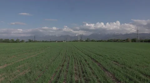 Green wheat sprouts shoots in spring field. 4K Stock Footage 68897105