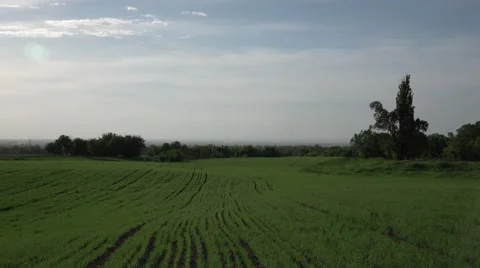 Green wheat sprouts shoots in spring field. 4K Stock Footage 68901032