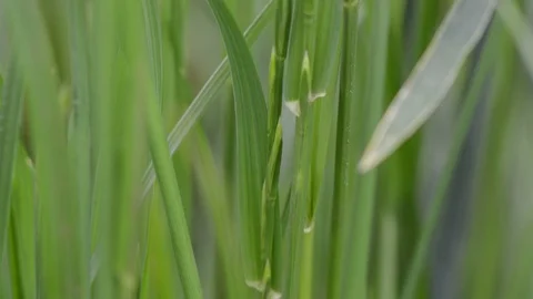 Green wheat stalk in blurred background Vidéo 110850780