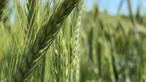 Green Wheat Stalks Stock Footage 310384240