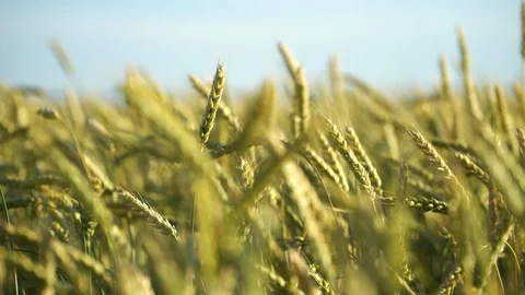 Green wheat stalks in the wind Stock Footage 127918244
