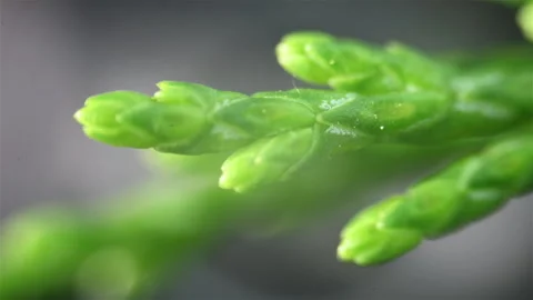 Green wheat stems. Close up view under the microscope Stock Footage 300188775